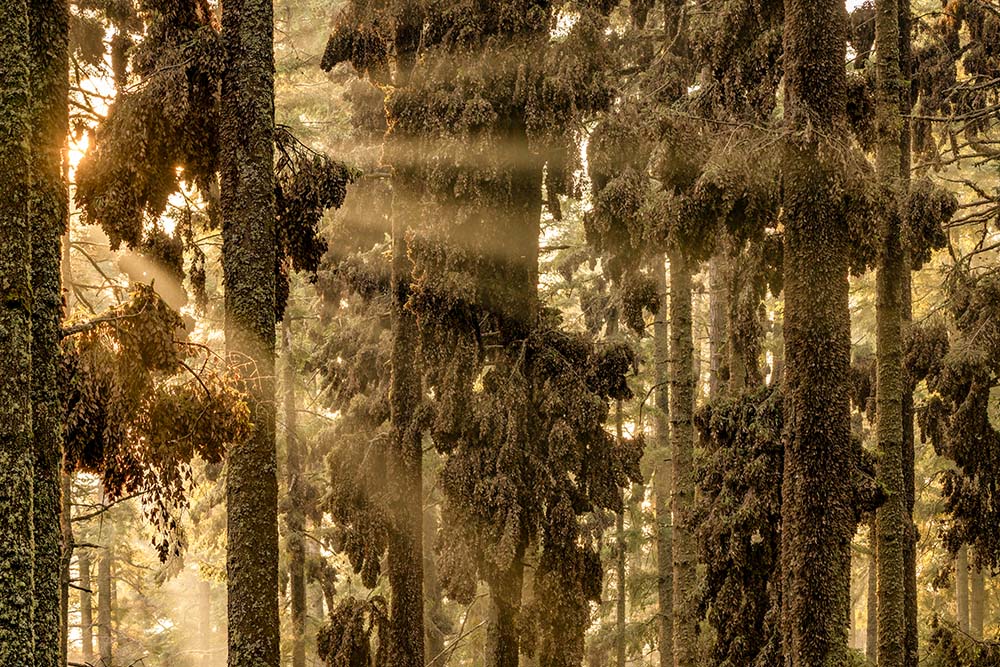 Grand Prize Winner Jaime Rojo, The Forest of the Mangroves. Photograph of the Monarch Butterfly Biosphere Reserve, Michoacán, Mexico. ©Jaime Rojo, 2024. Courtesy of the California Academy of Sciences.