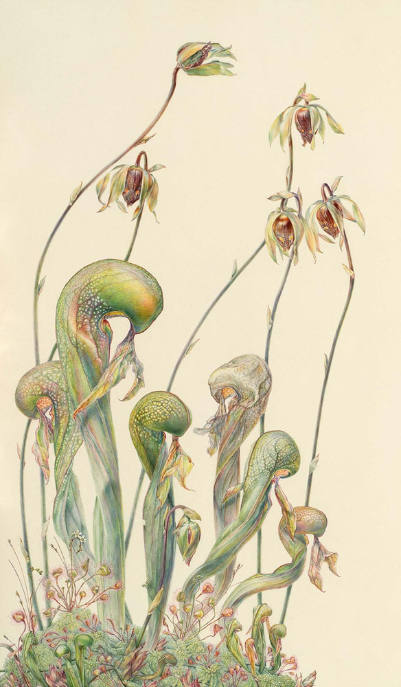 Jean Emmons, Cobra Lilies and Sundews. Watercolor on vellum. . ©2023 Jean Emmons. Courtesy of the American Society of Botanical Artists.